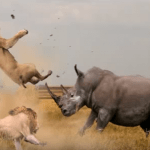 Top 10 Animal Fight 2 Capture Ani sauva