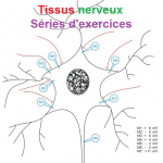 Séries dxercices tissus nerveux