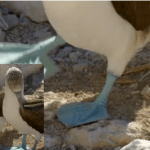 The bizarre mating dance of the blue footed boobies