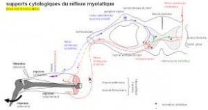 réflexe myotatique