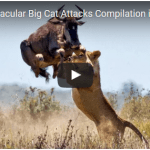 Most Spectacular Big Cat Attacks Compilation