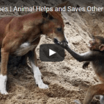 Animal Heroes Animal Helps and Saves Other Animal 2 Animal Heroes Animal Helps and Saves Other Animal