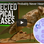 Deadly Diseases Youve Probably Never Heard Of