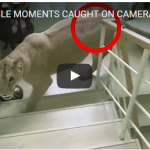 INCREDIBLE MOMENTS CAUGHT ON CAMERA