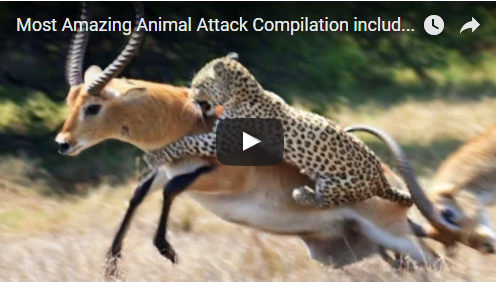 Most Amazing Animal Attack