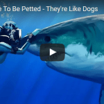 Sharks Love To Be Petted