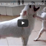 Super HARD TRY NOT TO LAUGH CHALLENGE