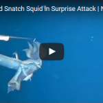 Watch Squid Snatch Squid in Surprise Attack