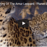 A Rare Sighting Of The Amur Leopard
