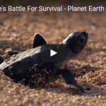 Green Turtle's Battle For Survival 2 Green Turtles Battle For Survival