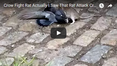 Crow vs Rat video