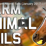 Hilarious Farm Animal Fails