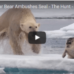 Hungry Polar Bear Ambushes Seal