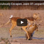 Impala Miraculously Escapes Jaws Of Leopard