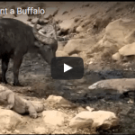 Komodo Hunt a Buffalo