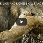 LION AND LIONESS KILLS AND EATS CUBS