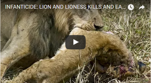 LION AND LIONESS KILLS AND EATS CUBS