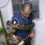Man VS snake really scary