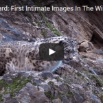 Snow Leopard First Intimate Images