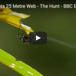 Spider Shoots 25 Metre Web