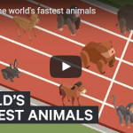 These are the worlds fastest animals