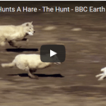 Wolf Pack Hunts A Hare
