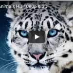 Awesome Animals HD