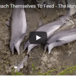 Dolphins Beach Themselves To Feed