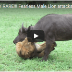 EXTREMELY RARE Fearless Male Lion attacks Buffalo Herd ALONE
