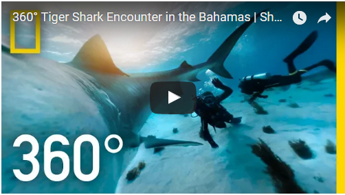 360° Tiger Shark Encounter in the Bahamas