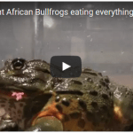 Giant African Bullfrogs eating everything in sight