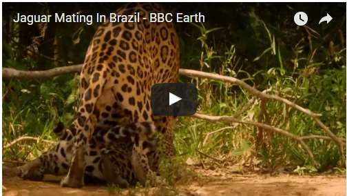 Jaguar Mating In Brazil