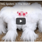 Most AMAZING Spiders In The World