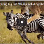 Most Fascinating Big Cat Attacks