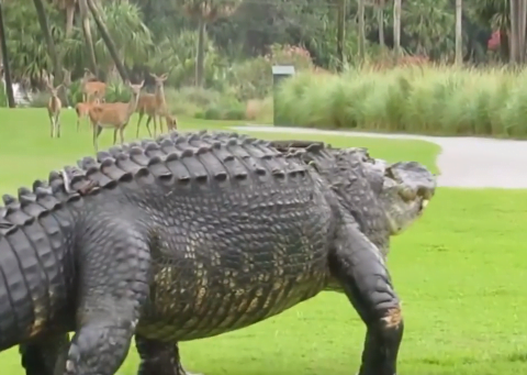 5 Monster Size Animals Captured On Camera
