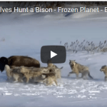 Pack Of Wolves Hunt a Bison