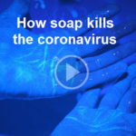 How soap kills the CORONA VIRUS