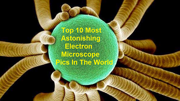 Top 10 Most Astonishing Electron Microscope Pics In The World