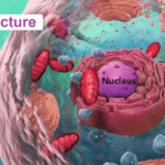 Biology Cell Structure by Nucleus Medical Media