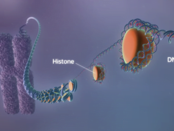 Animation From DNA to protein 3D