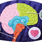 Your Brain on Stress and Anxiety 3 Your Brain on Stress and Anxiety