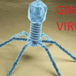 This Virus Shouldnt Exist But it Does