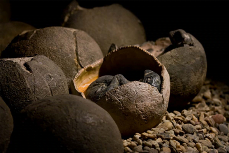 Chinese Boy Discovers 66 Million Year Old Dinosaur Eggs While Playing