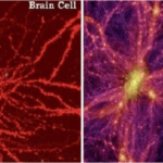 Universe Is Built Like Your Brain