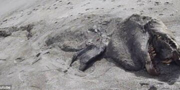The carcass of a ‘sea monster with a mysterious appearance washed up on a beach in New Zealand.