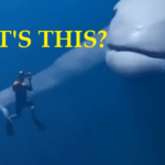 Marine Biologists Captures What No One Was Supposed To See 3 Marine Biologists Captures What No One Was Supposed To See