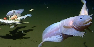 Worlds deepest ever fish filmed off the Japanese coast